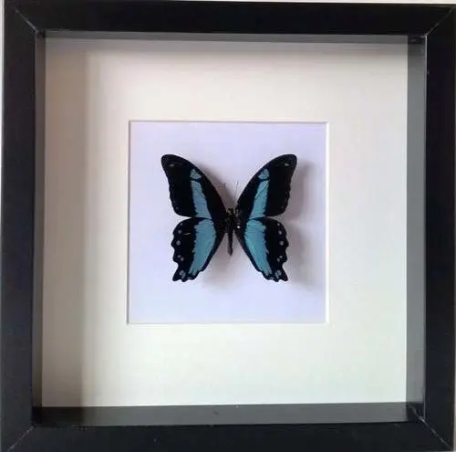 Ingelijste Vlinders - Papilio-bromius-bromius