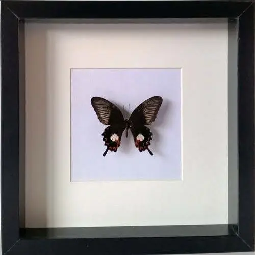 Ingelijste Vlinders - Papilio-syfanius