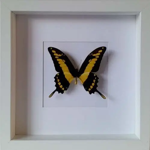 Ingelijste Vlinders - Papilio-thoas-cinyras