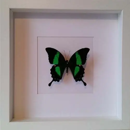 Losse Vlinders - Papilio-palinurus-daedalus