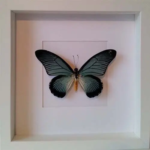 Ingelijste Vlinders - Papilio-zalmoxis
