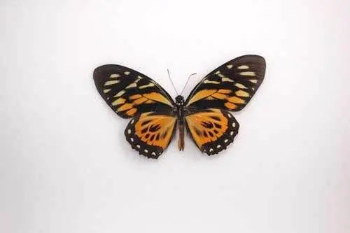 Ingelijste Vlinders - Papilio-Zagreus