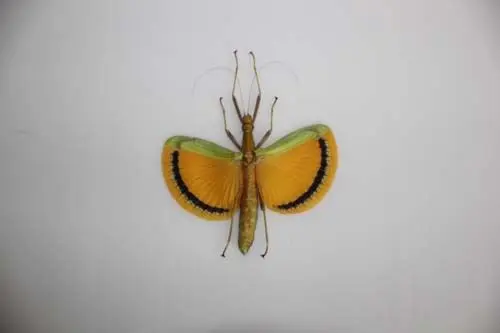 Losse Vlinders - Tagesoidea-Nigrofasciata
