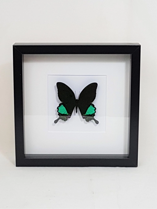 Papilio-paris-battacorum