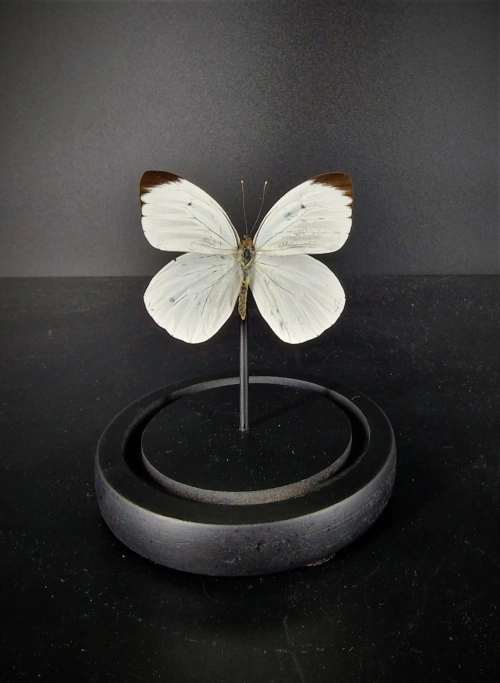 stolp 1 witte vlinder foto 2