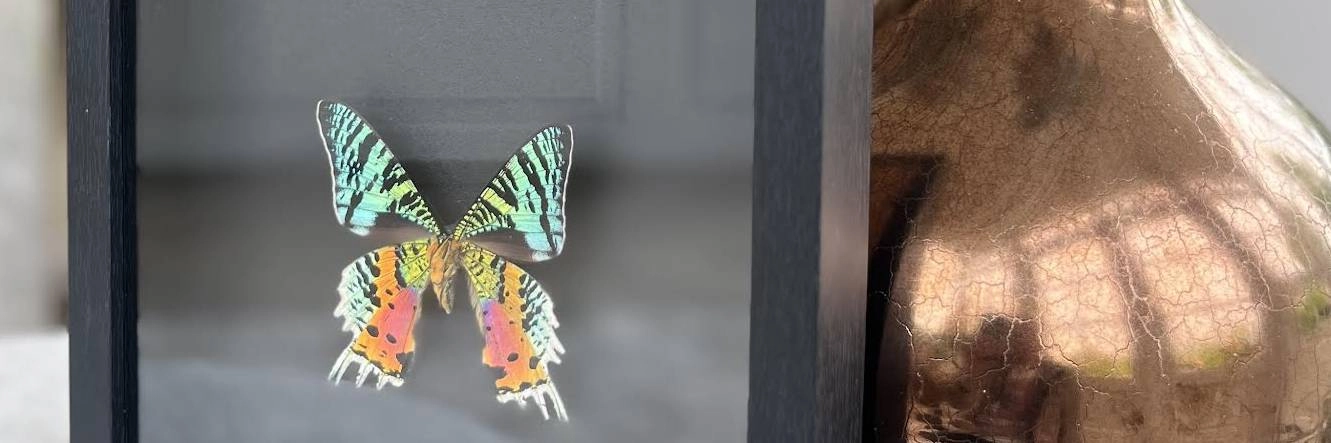 vlinderwereld-banner-home-5