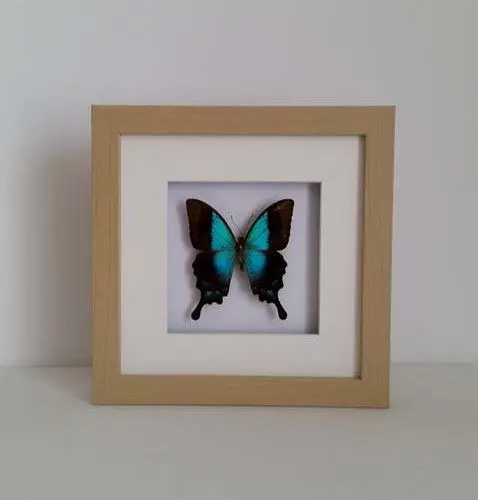 Papilio-Lorquianus-Albertisi