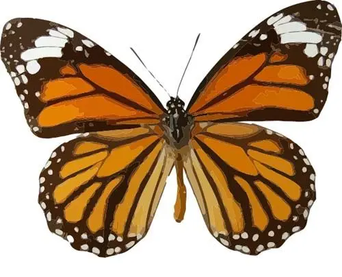 Losse vlinders - Danaus-Genutia-sp